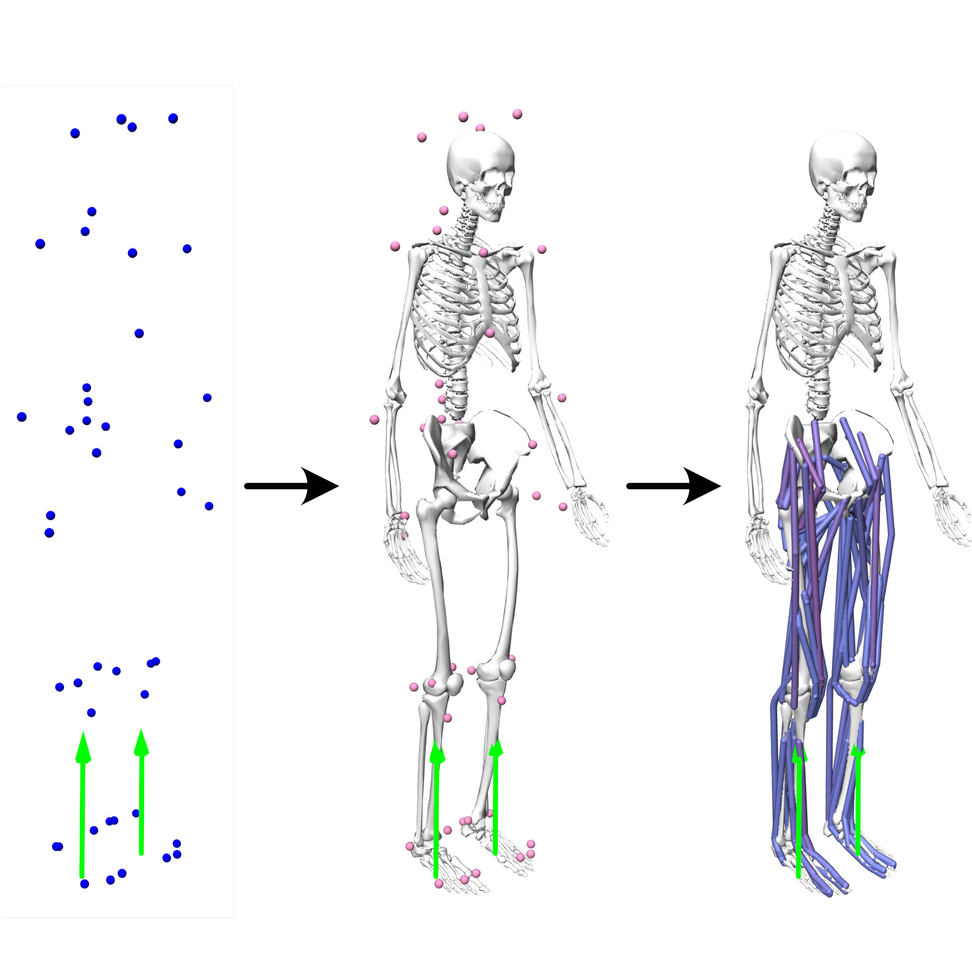 Musculoskeletal model